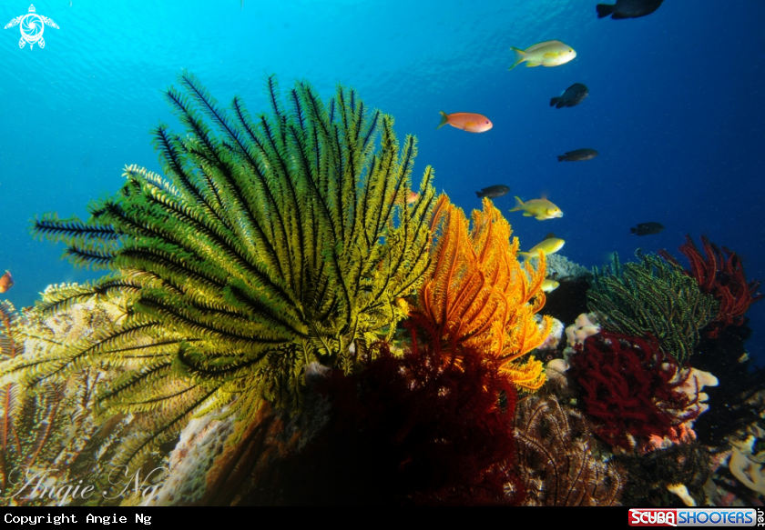 A Underwater scene
