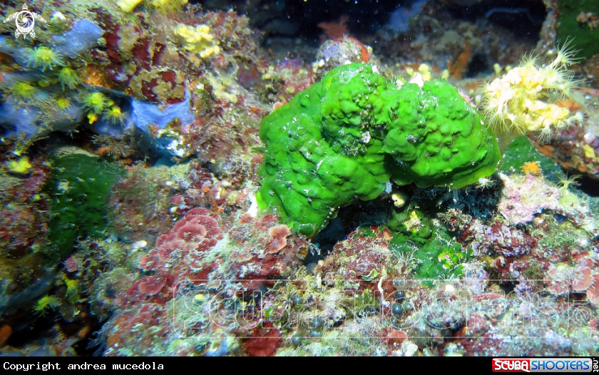 A alga verde velluto