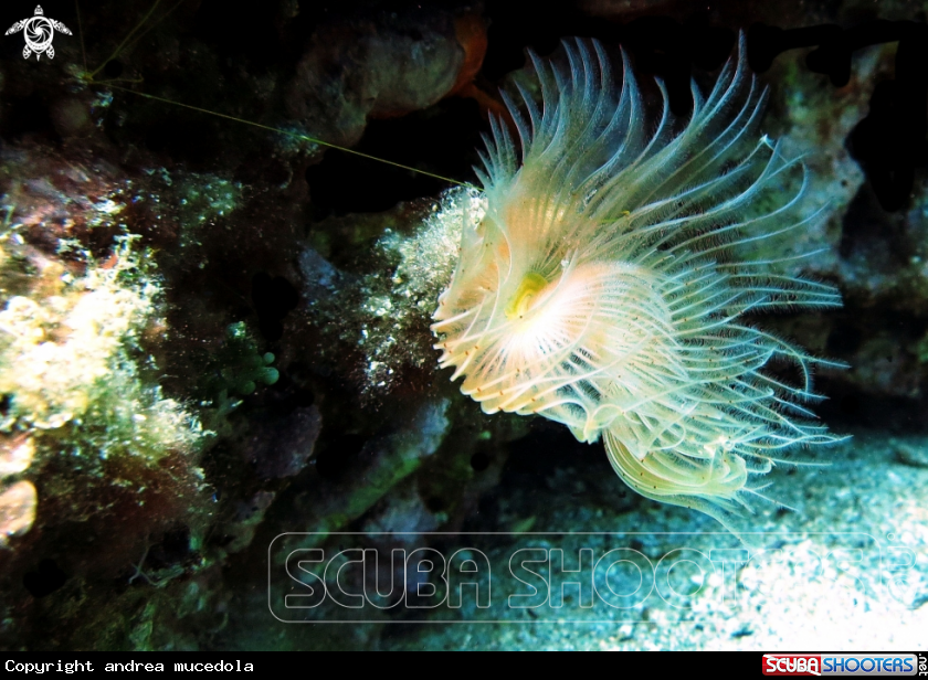 A protula