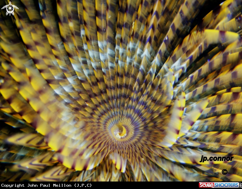 A Spirographe