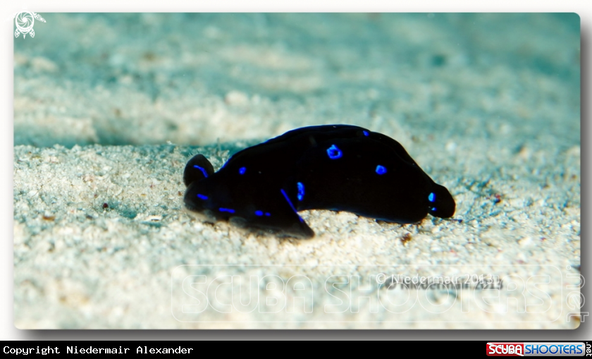 A Red Sea chelidonura 