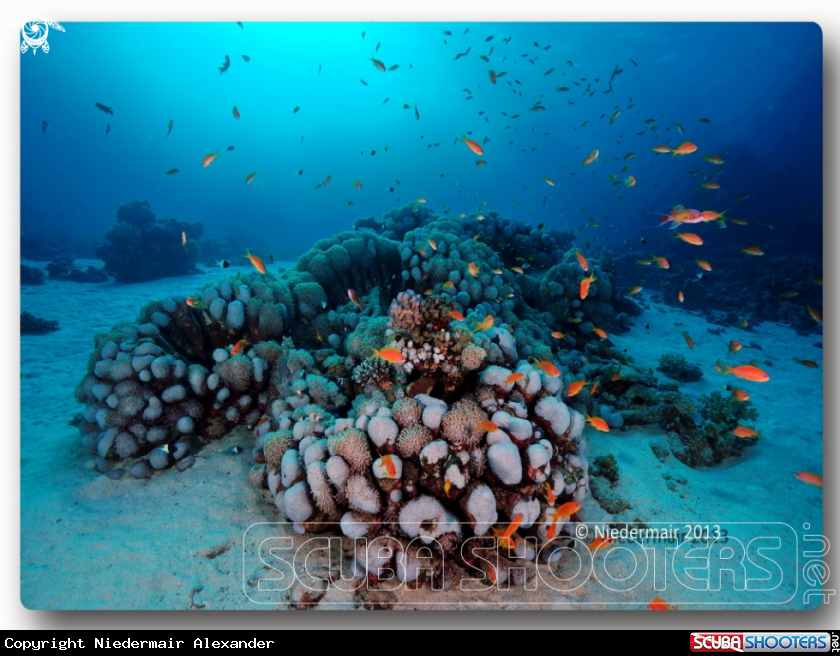 A Reef 