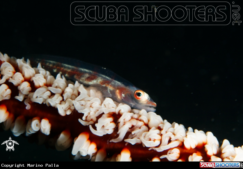 A Whip coral dwarf goby