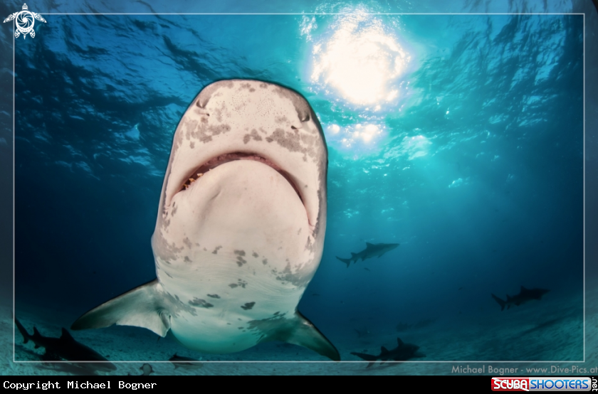 A Tiger Shark
