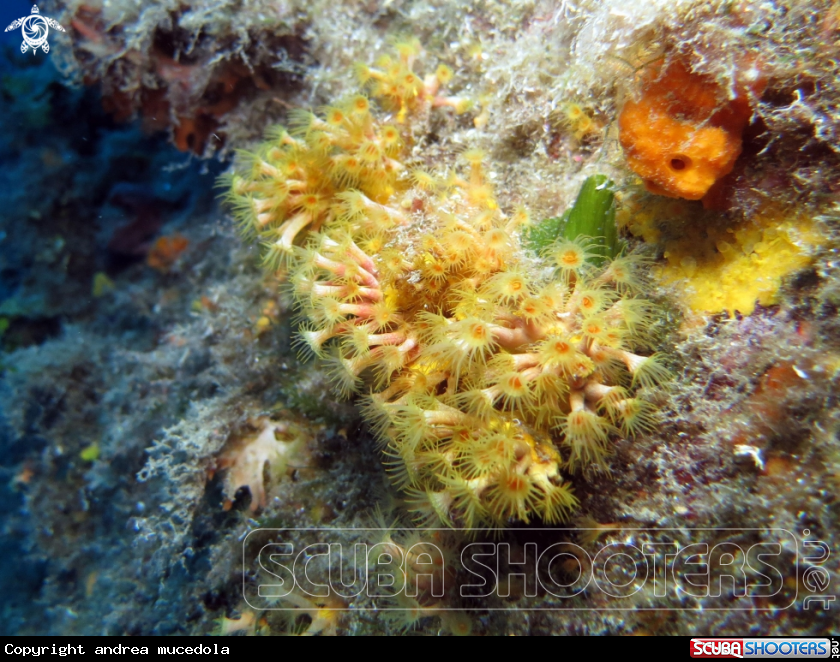 A margherite di mare
