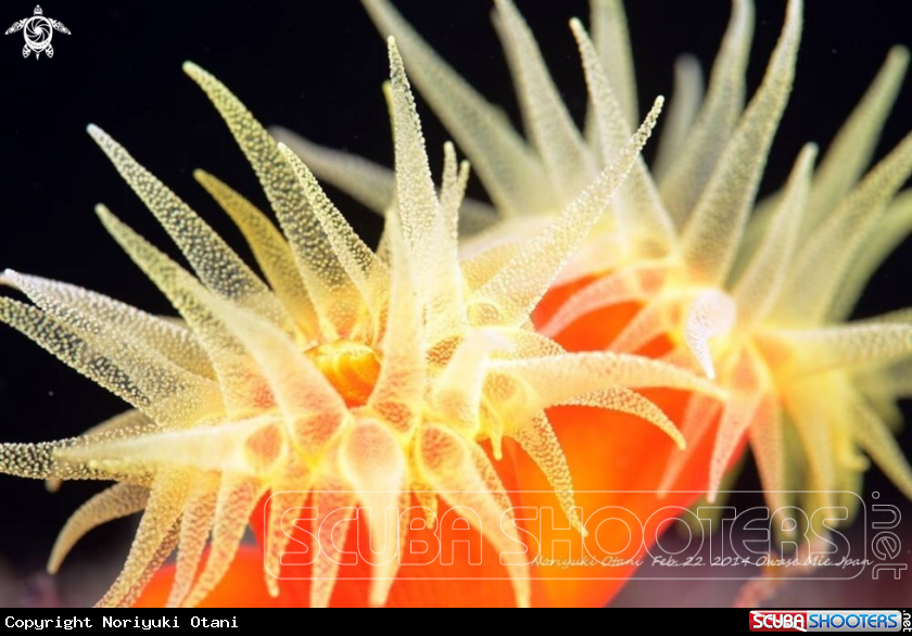 A Yellow coral