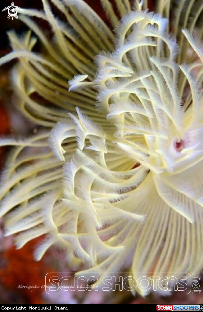 A Feather duster worm
