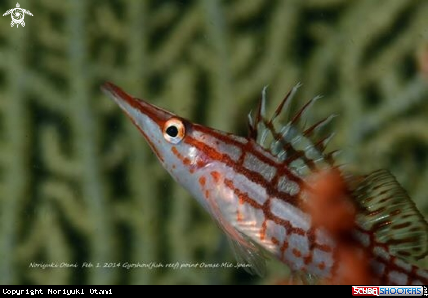A Long nose hawk fish 