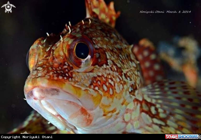 A Scorpionfish