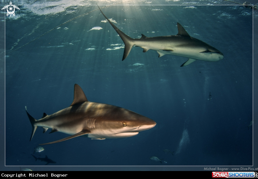 A Caribbean reef shark