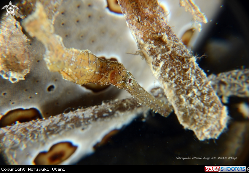 A Ghost pipefish
