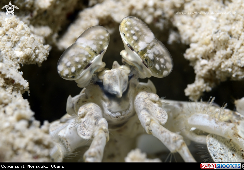 A White Mantis Shrinp