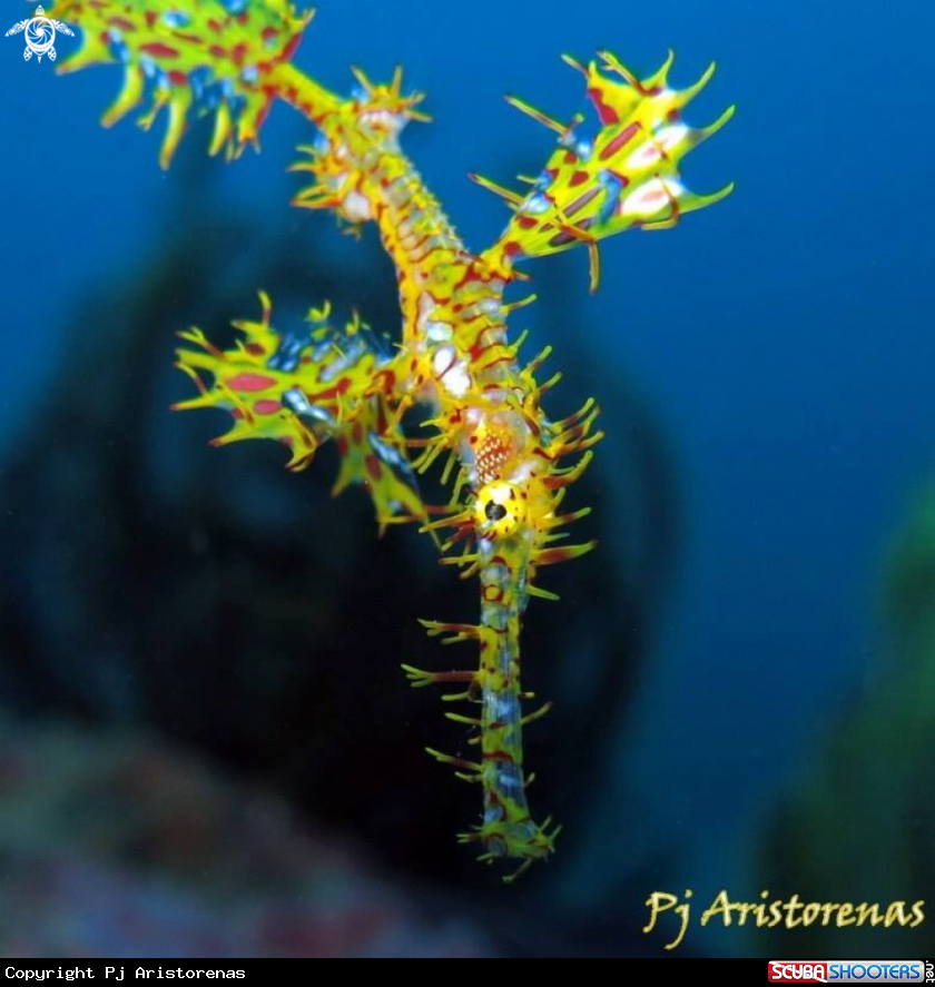 A Ornate Ghostpipefish