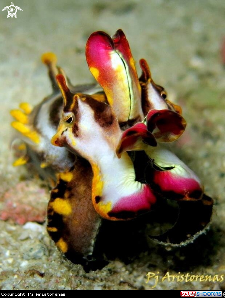 A Flamboyant Cuttlefish