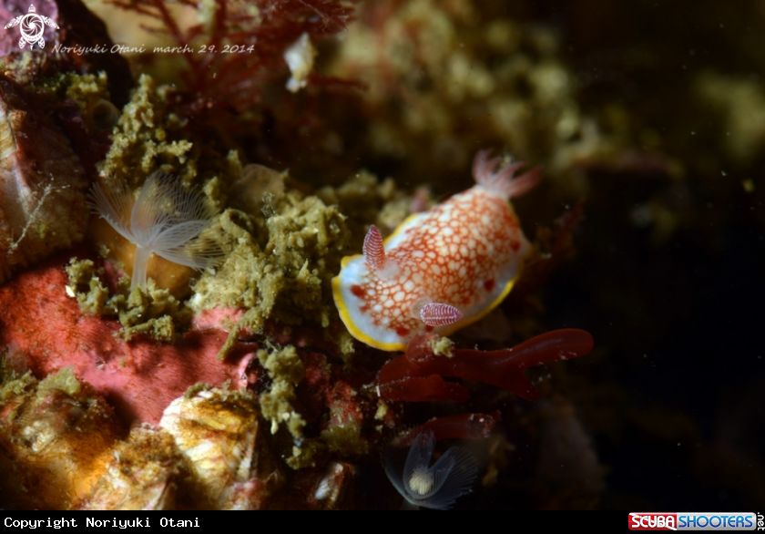 A Nudi