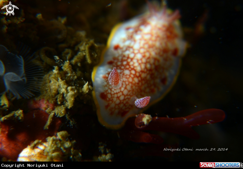 A Nudi