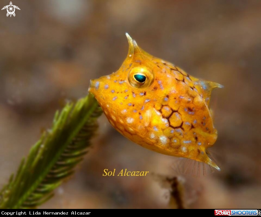 A Cowfish