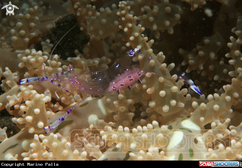 A Anemone Commensal Shrimp