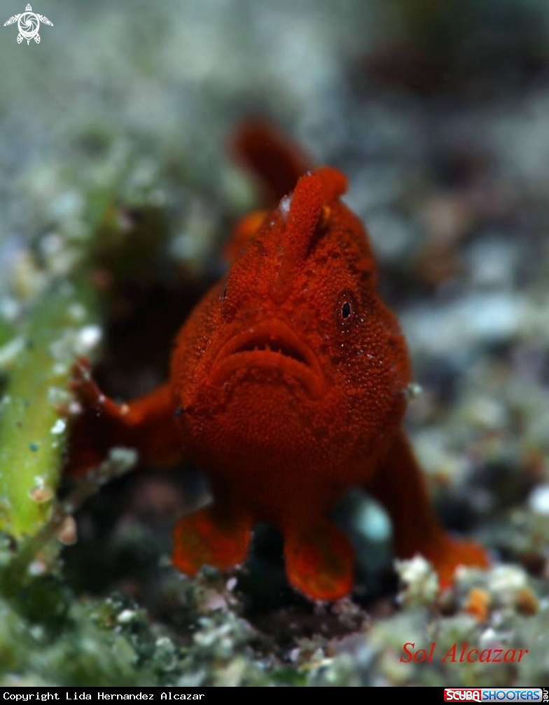 A Frogfish
