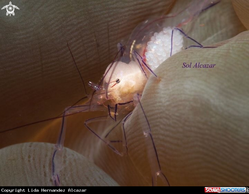 A Bubble coral shrimp