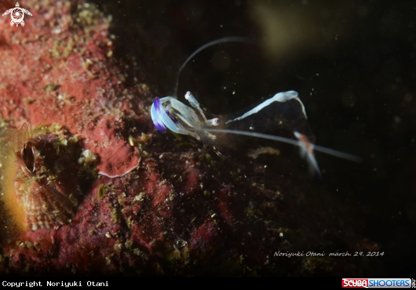 A anemone shrim