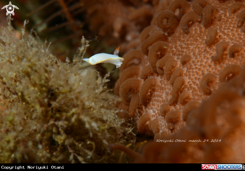 A  Nudi