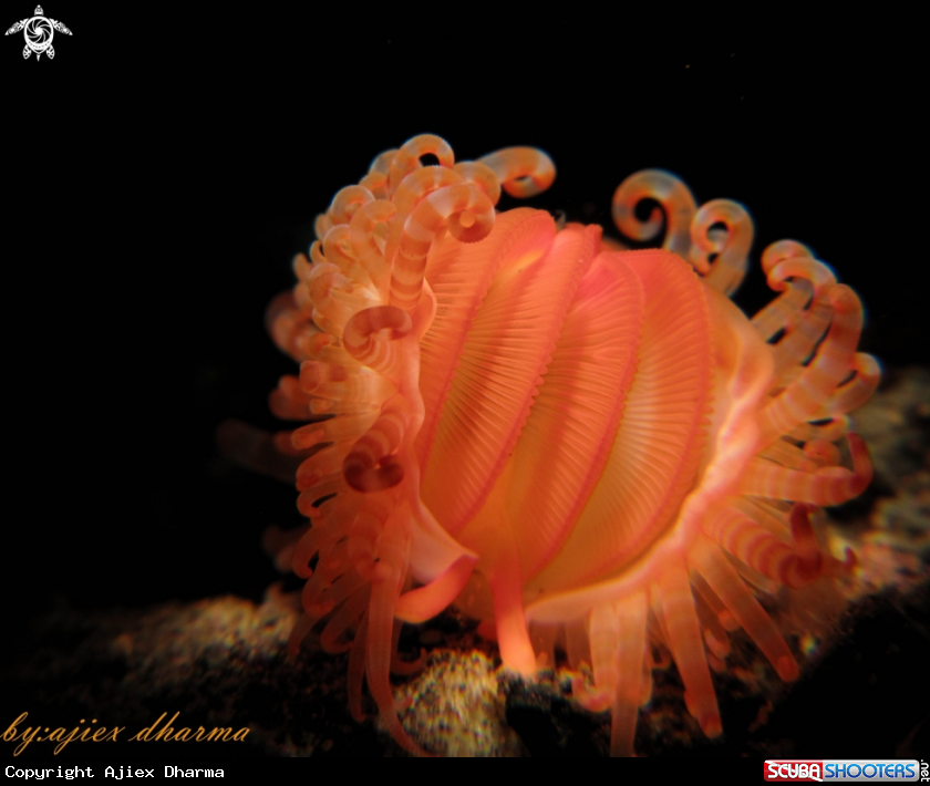 A limaria sp 