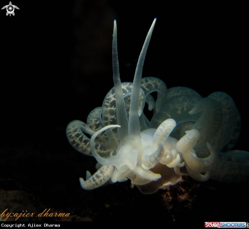 A solar nudibranch