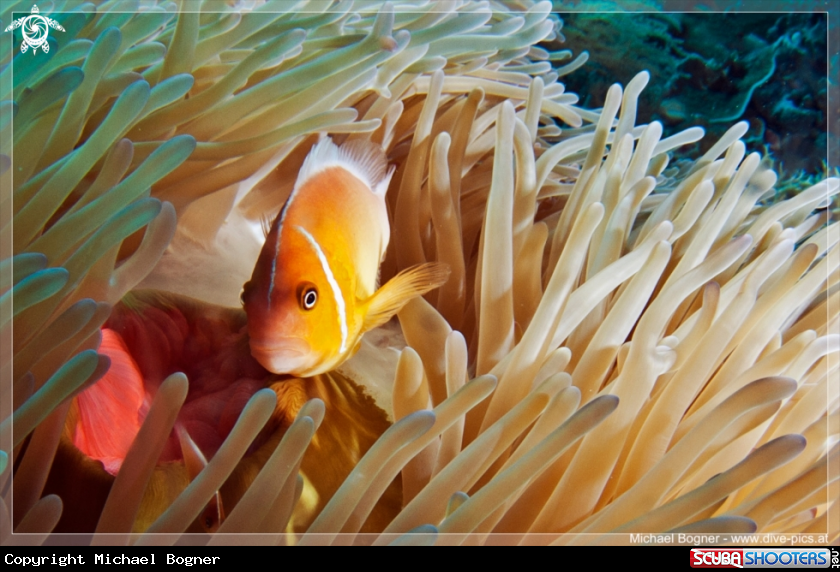 A underwater creature