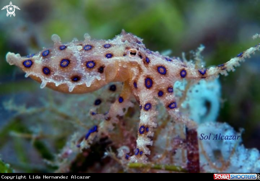 A Blue ring Octopus