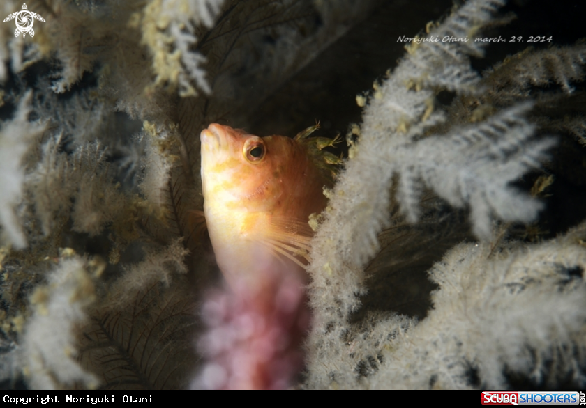 A yellow hawkfish