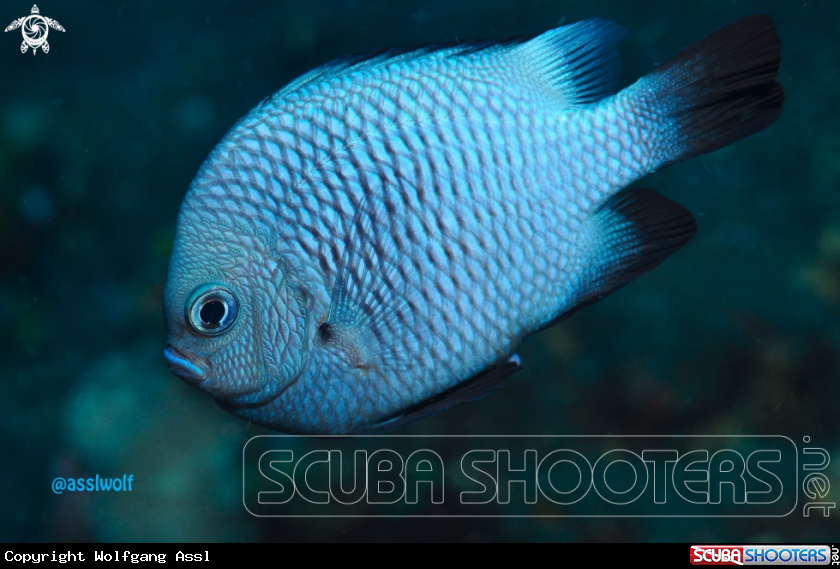 A Damselfish
