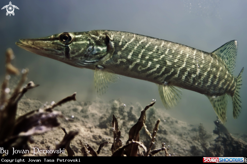 A Štuka / Pike