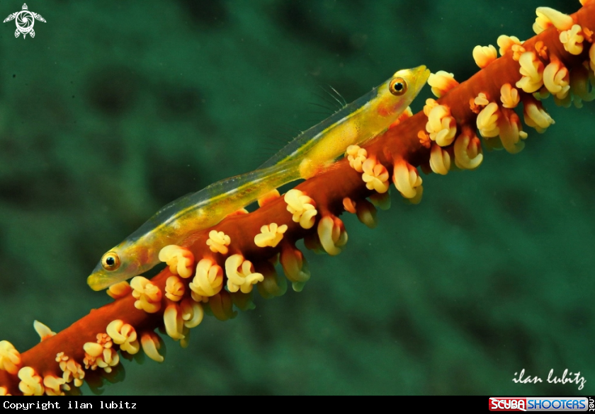 A goby