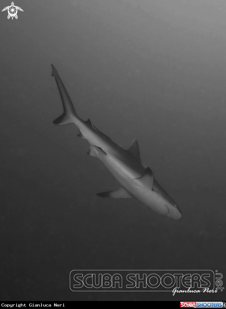 A Grey reef shark