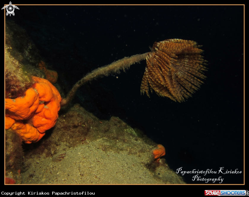 A Spiral Tube Worm (Spirographis spallanzani) 