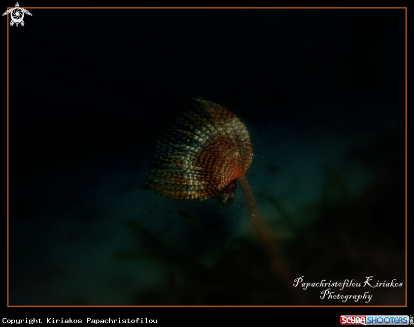 A Spiral Tube Worm (Spirographis spallanzani) 
