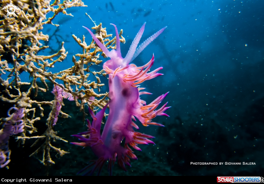 A Flabellina