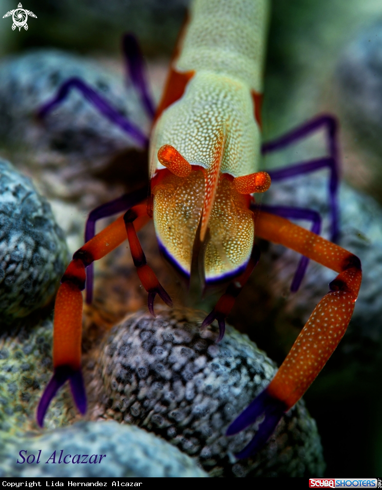 A Emperor Shrimp