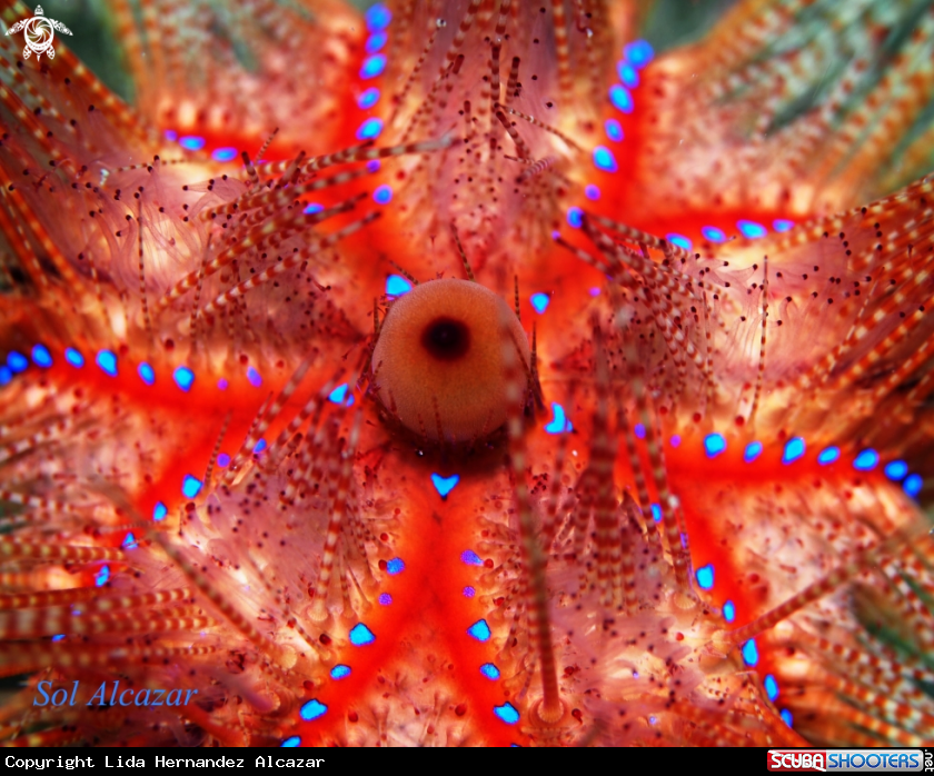 A Fire urchin
