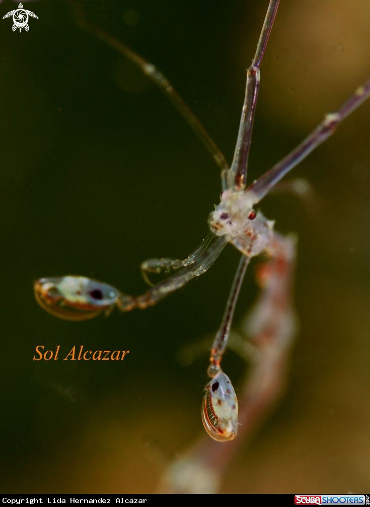 A Skeleton Shrimp