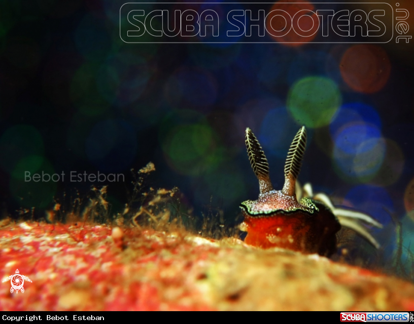 A Nudibranch
