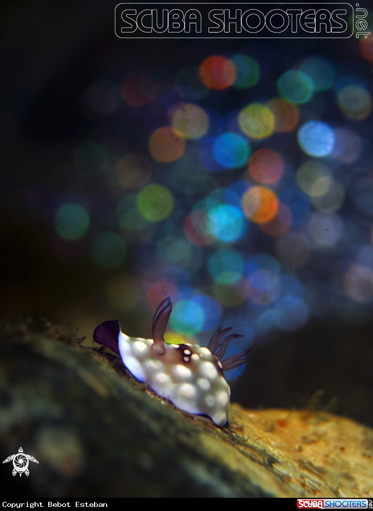 A Nudibranch