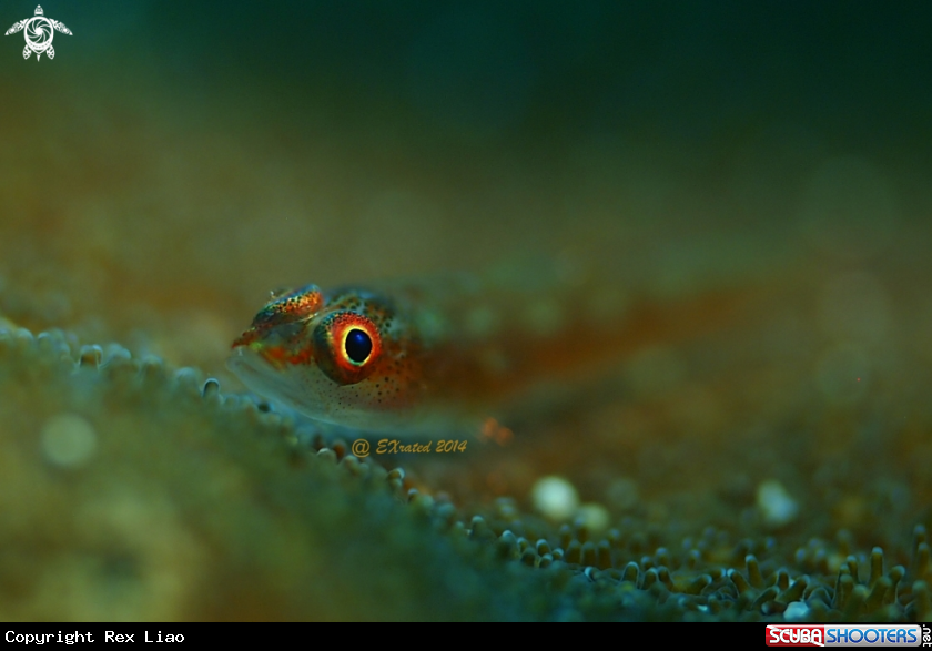 A goby