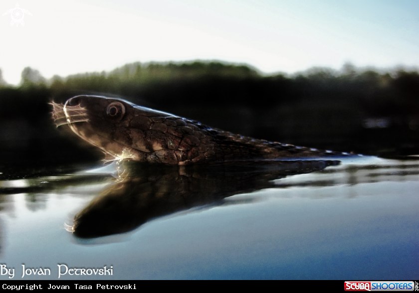 A Vodena zmija Ribarica / Water snake - Ribarica.