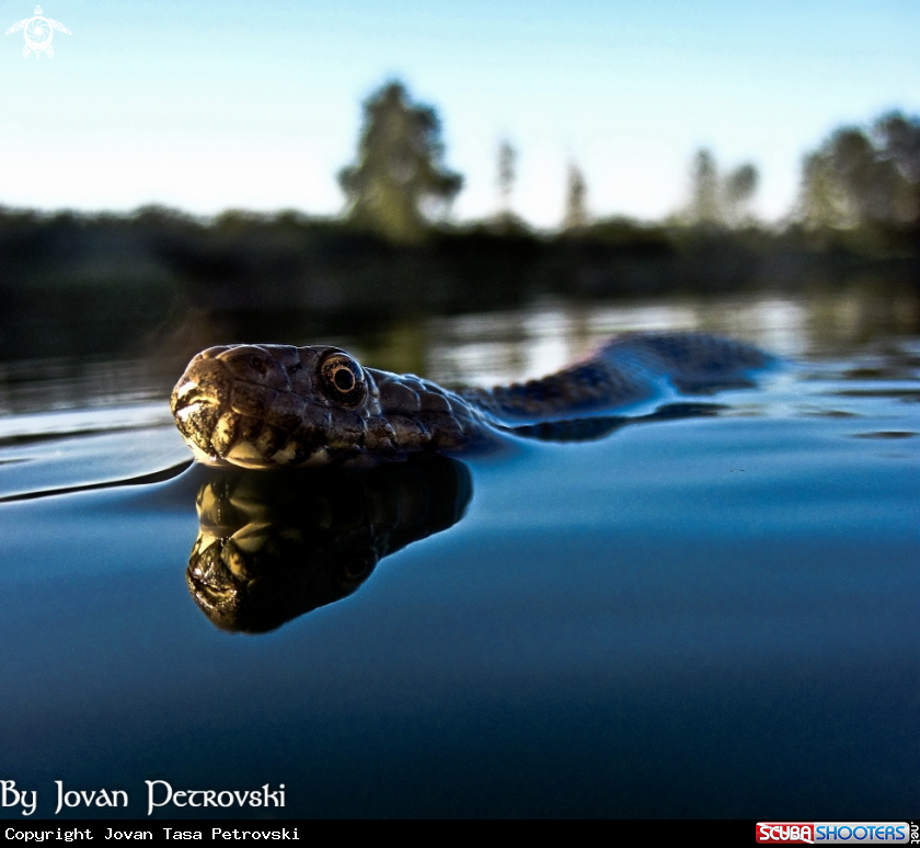 A Vodena zmija Ribarica / Water snake - Ribarica.