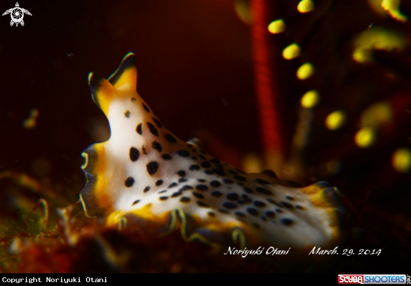 A Flatworm