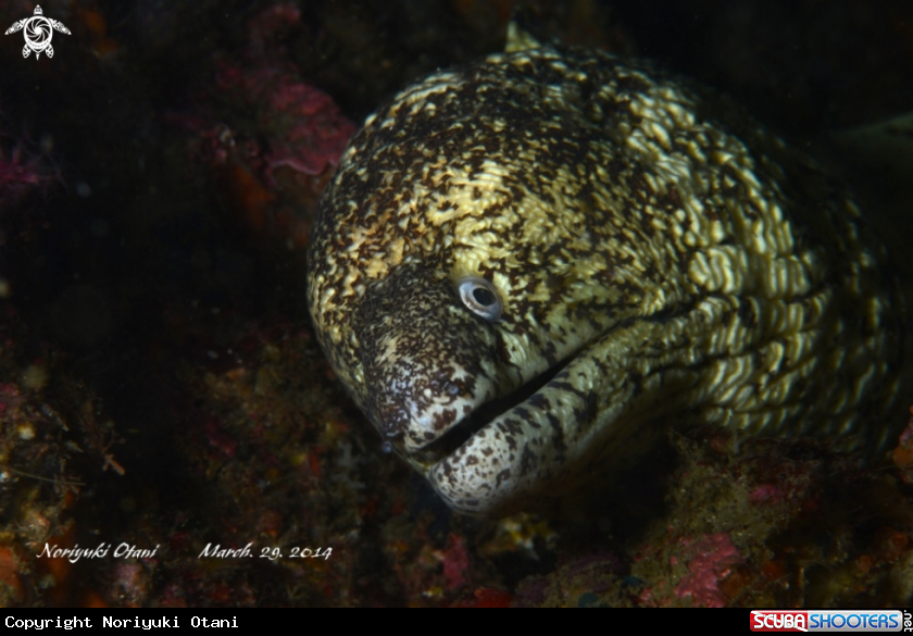 A Moray Eel
