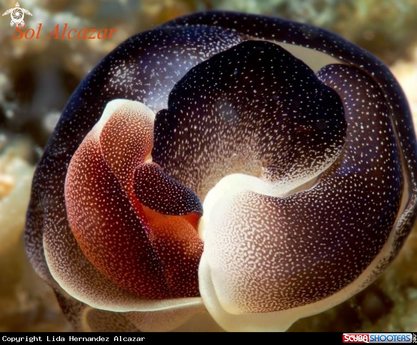 A Seaslug