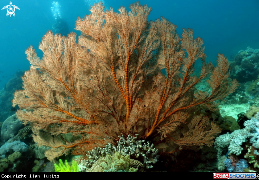 A soft coral